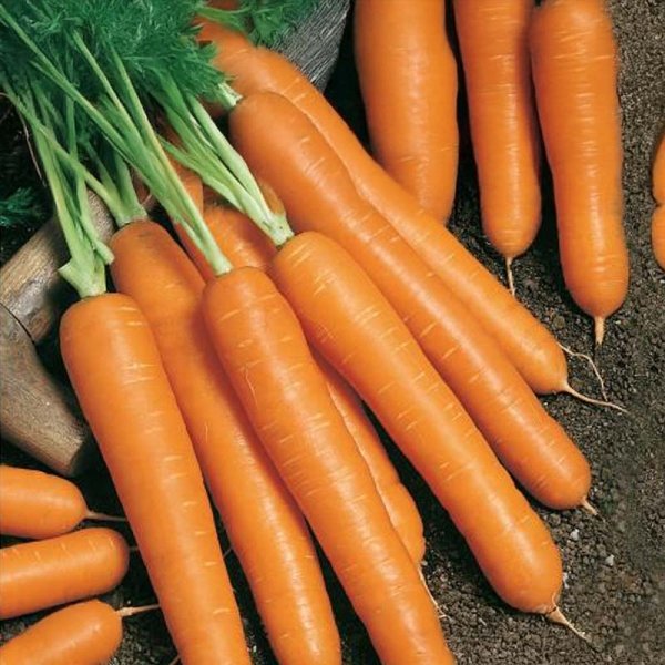 Sommarmorot 'Napoli' F1