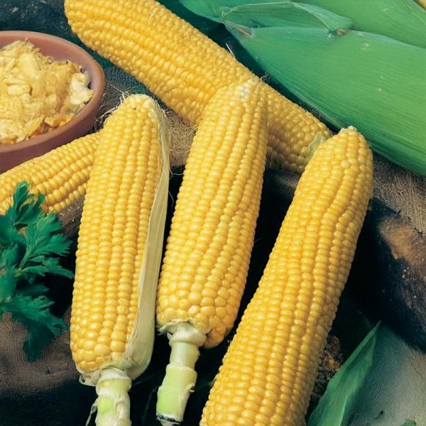 Sockermajs 'Sweet Nugget F1'