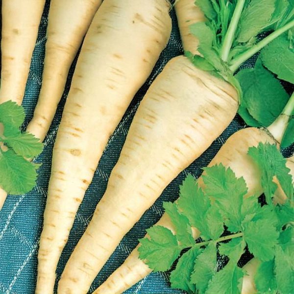 Palsternacka 'Halblange'