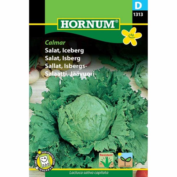 Isbergssallat 'Calmar'