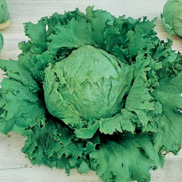 Isbergssallat 'Calmar'