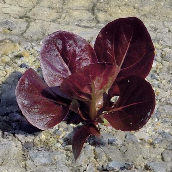 Romansallat 'Ovired'