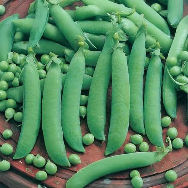 Spritärt 'Frühe Harzerin'