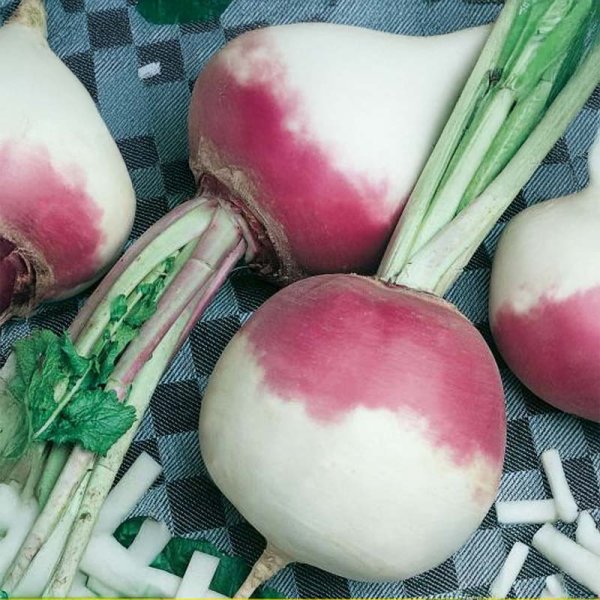 Majrova 'Ronde Witte Roodkop'