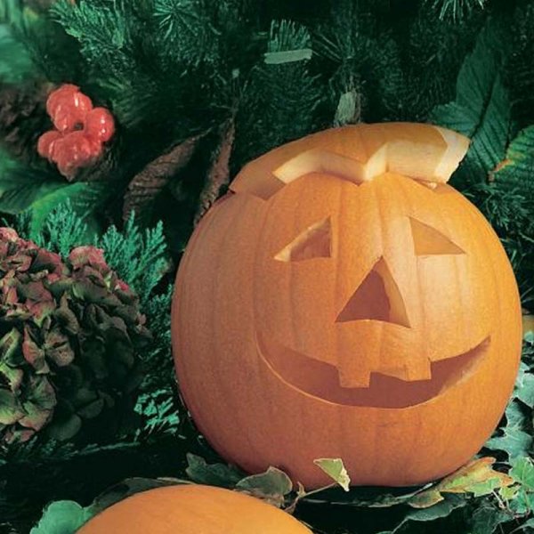 Mandelpumpa 'Jack O’Lantern'