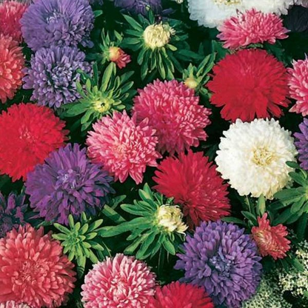 Aster 'Dwarf'