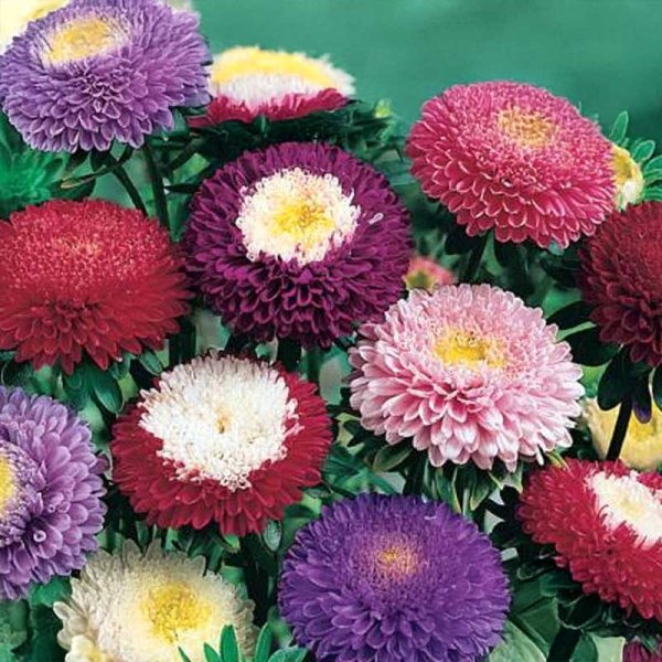 Aster 'Pompon mix'