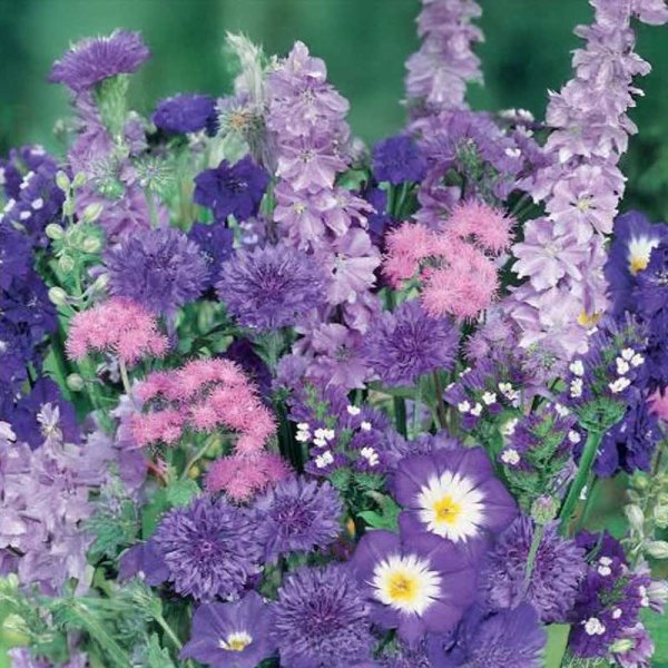 Blomsterblandning Blå