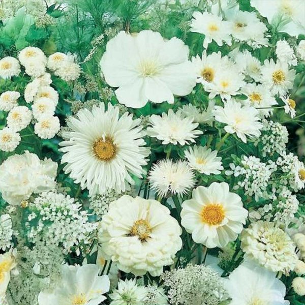 Blomsterblandning Vit