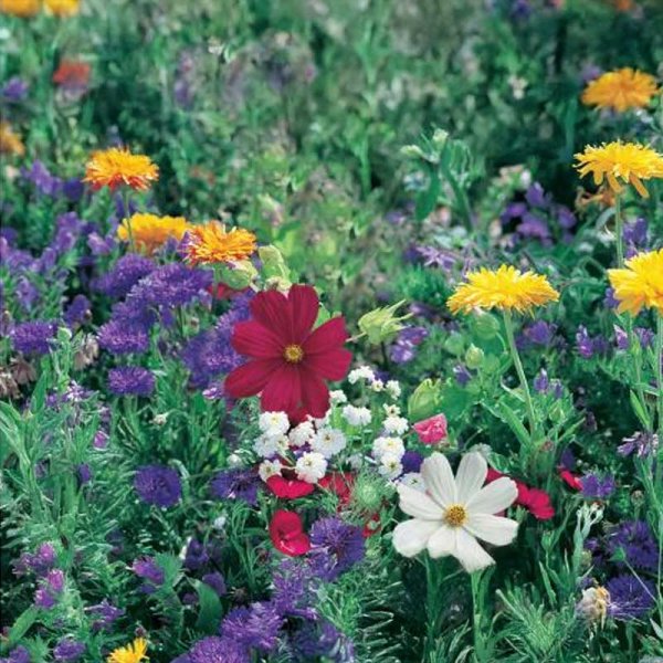 Blomsterblandning Mark och Äng