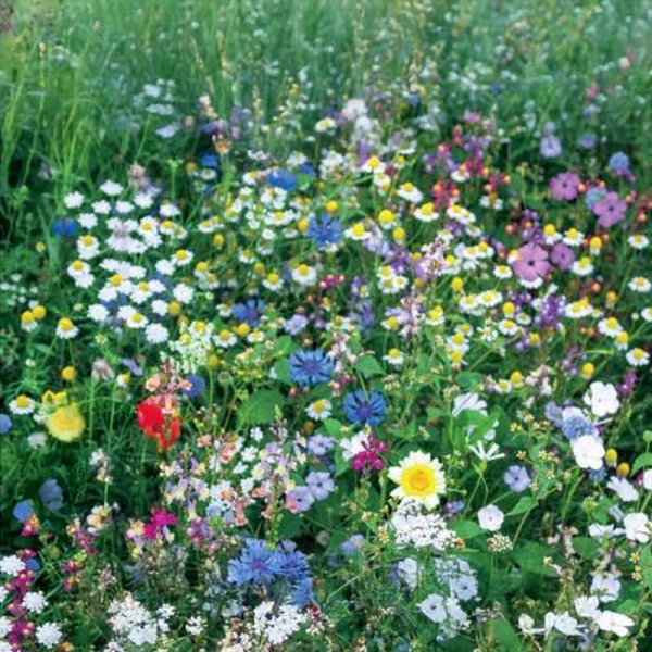 Blomsterblandning Nektar 1