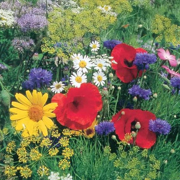 Blomsterblandning Nektar 2