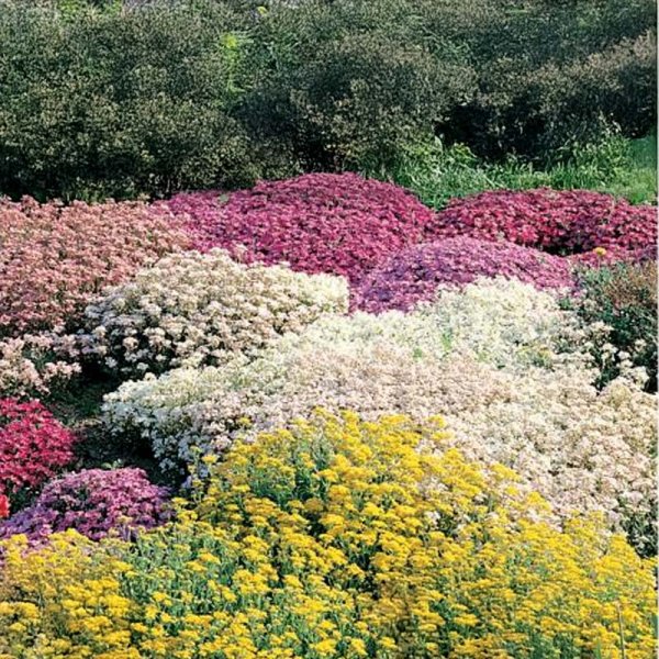 Blomsterblandning Stenträdgård