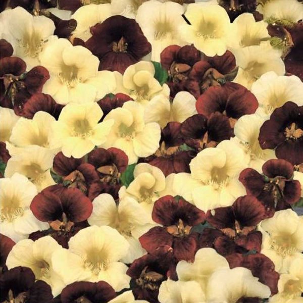 Blomsterkrasse 'Night & Day'