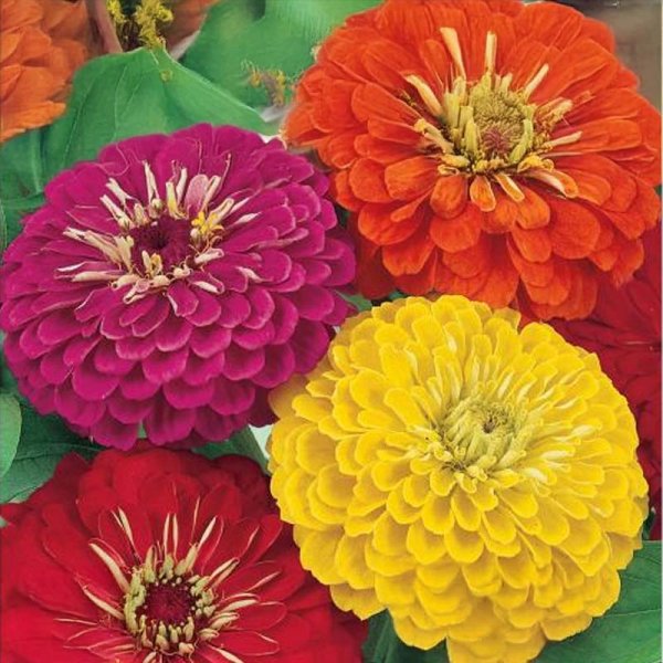 Zinnia 'California'