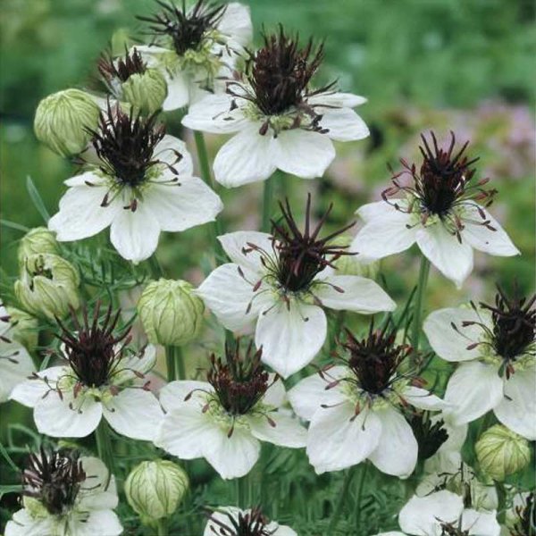 Jungfrun i det Gröna 'African Bride'