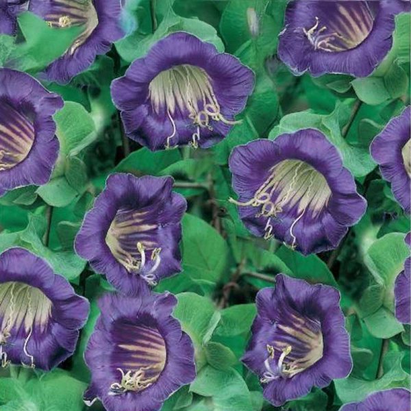 Klockranka 'Viola'