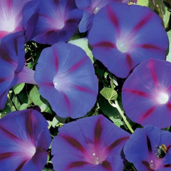 Purpurvinda 'Magic Morning'