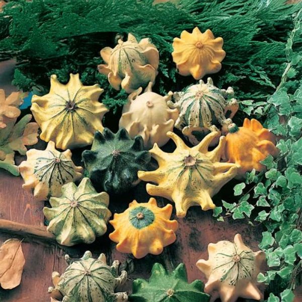 Dekorationspumpa 'Star-Mix'