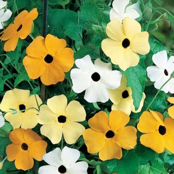 Svartöga 'Dark Eyed'