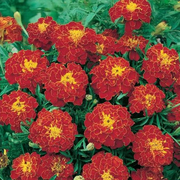 Tagetes 'Carmen'