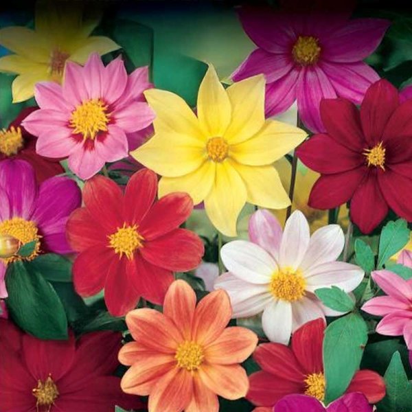 Dahlia 'Mignon Dvarf'