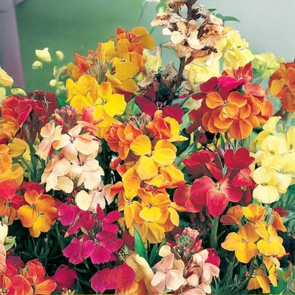 Gyllenlack 'Chupado'