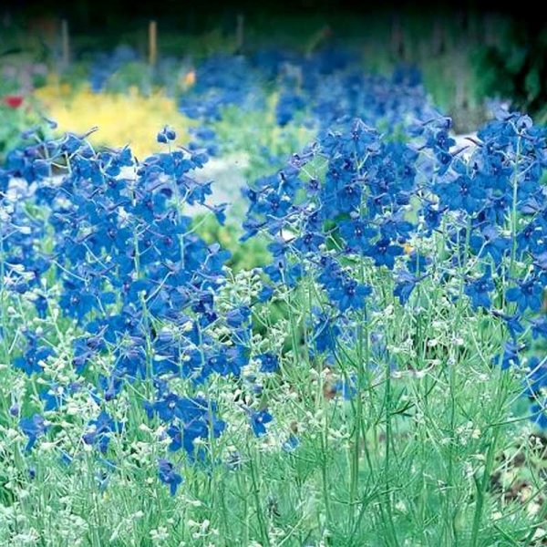 Kinesisk Riddarsporre 'Summer Nights'