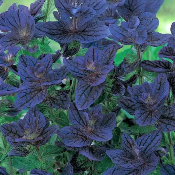 Daggsalvia 'Blue Monday'