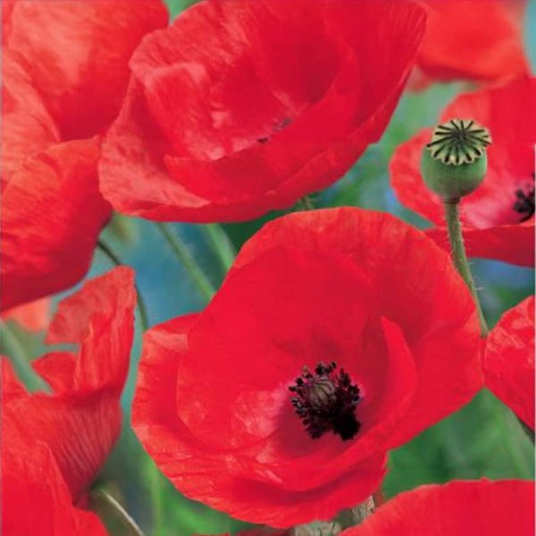 Kornvallmo 'Summerdream'