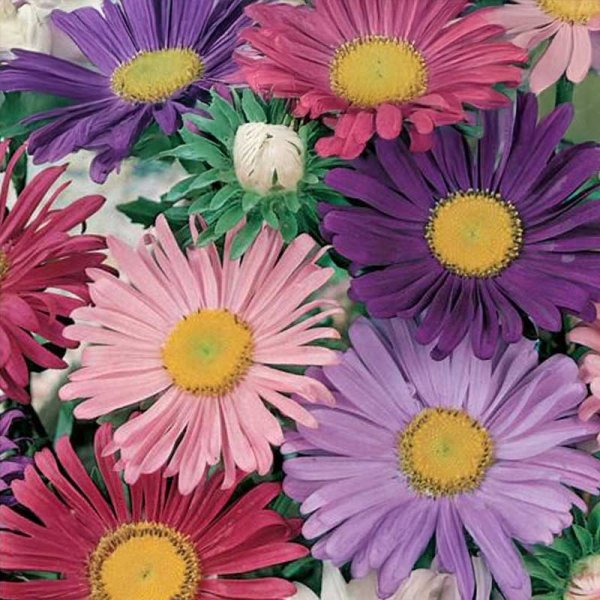 Aster 'Margareten Mix'