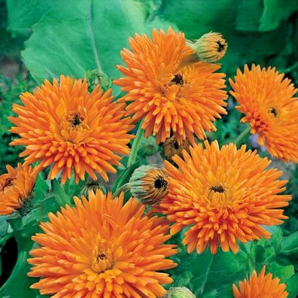 Ringblomma 'Orange Porcupine'
