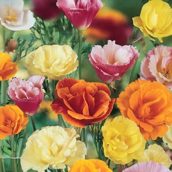 Sömntuta 'California'