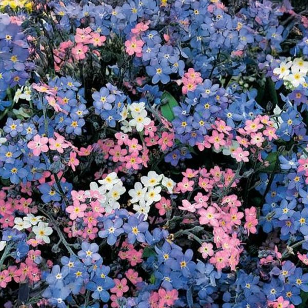 Förgätmigej 'Remember 2'