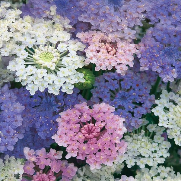 Blåparasoll 'Umbrella'