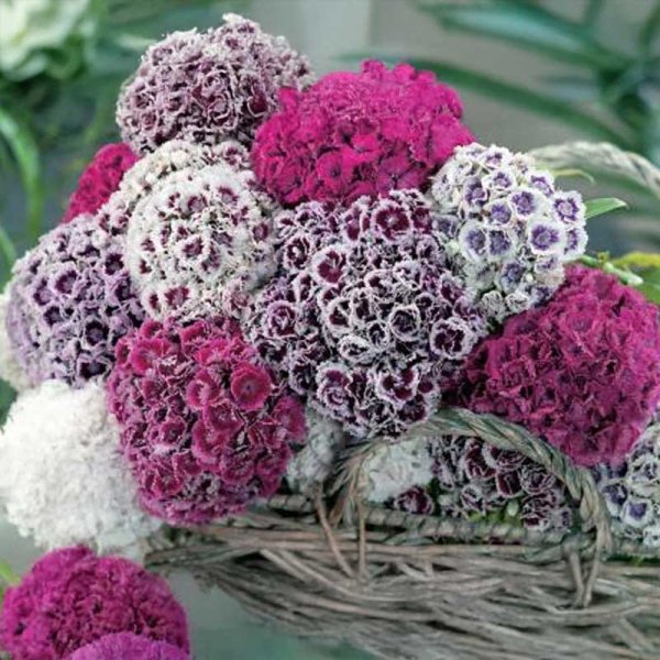 Studentnejlika 'Hats On'