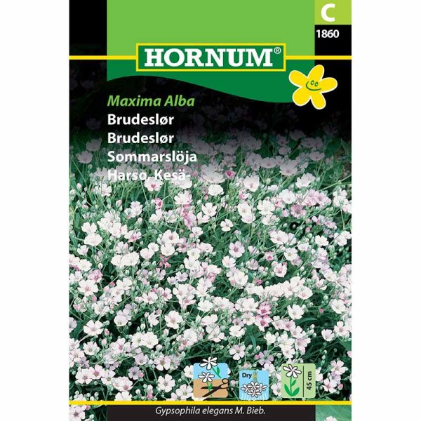 Sommarslöja 'Maxima Alba'