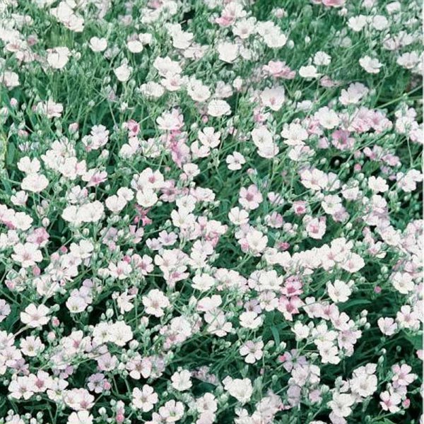 Sommarslöja 'Maxima Alba'