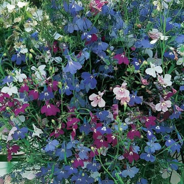 Hänglobelia 'Cascade Mix'