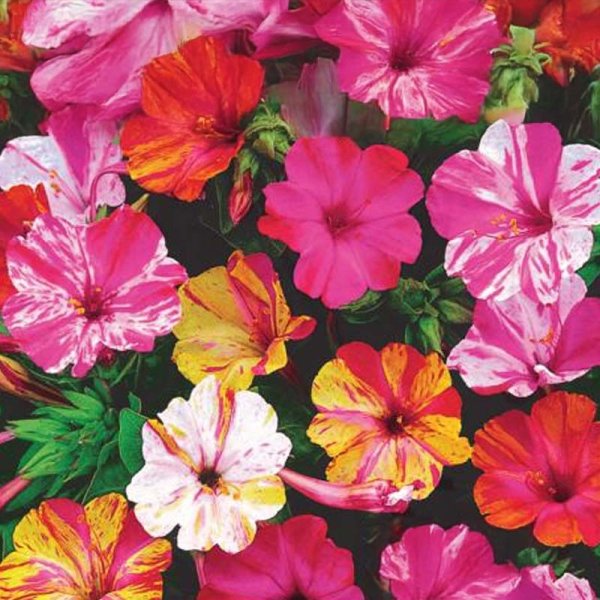 Underblomma 'Mirabilis'