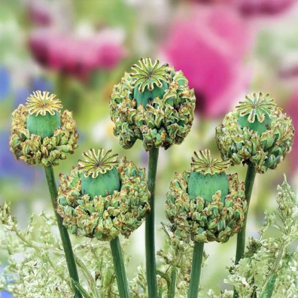 Vallmo 'Hens & Chicks'