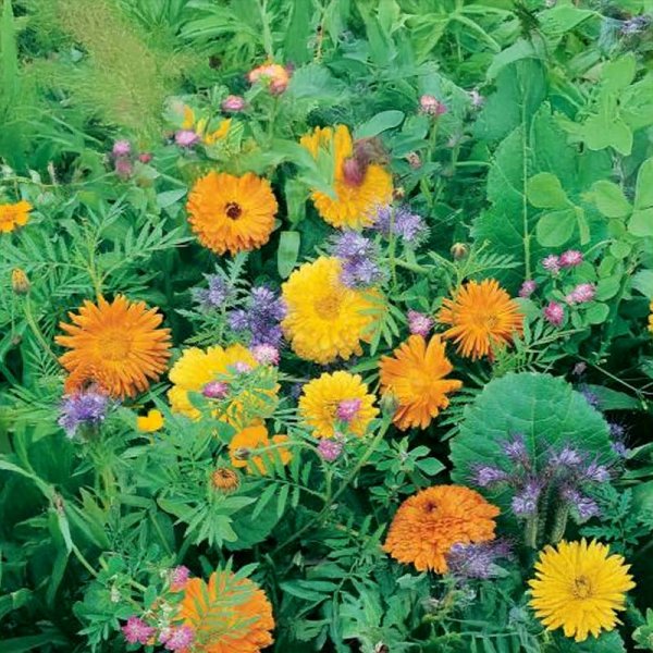 Blomsterparadis blandning