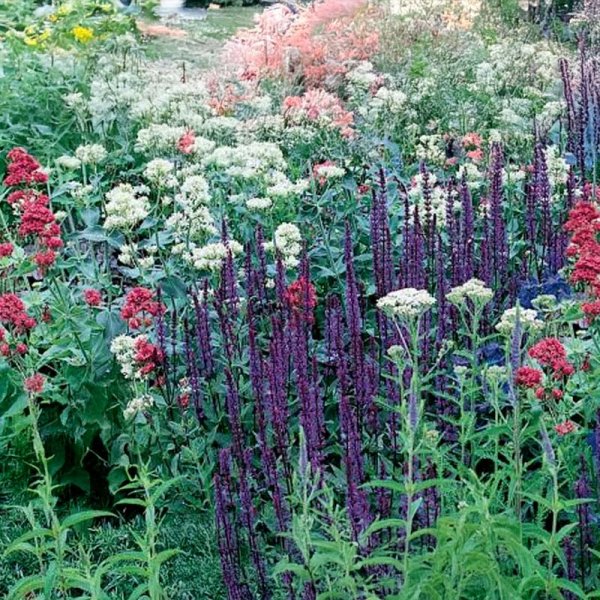 Fjärilsäng blandning