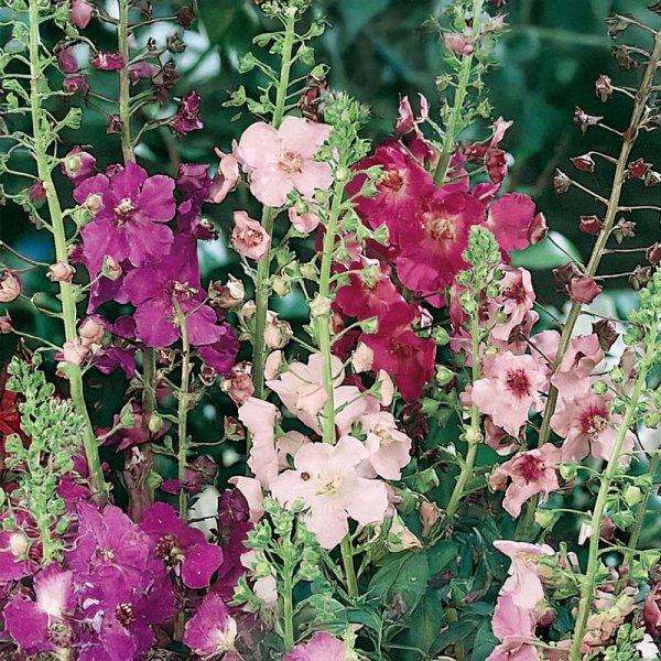 Purpurkungsljus 'Kings candles'