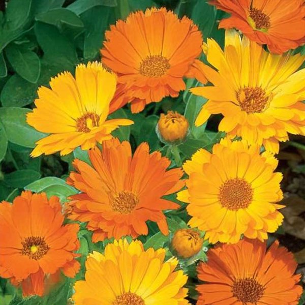 TrädgårdsRingblomma