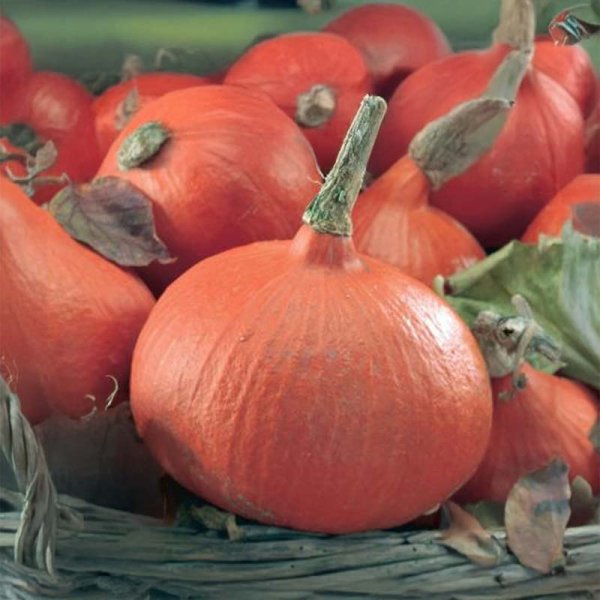 Jättepumpa 'Uchiki Kuri'