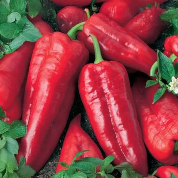 Paprika 'Atris' F1