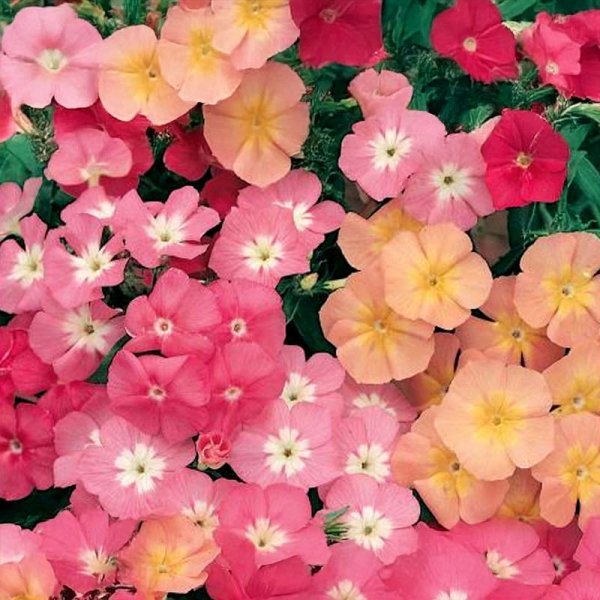 Sommarflox 'Cecily-Mix'