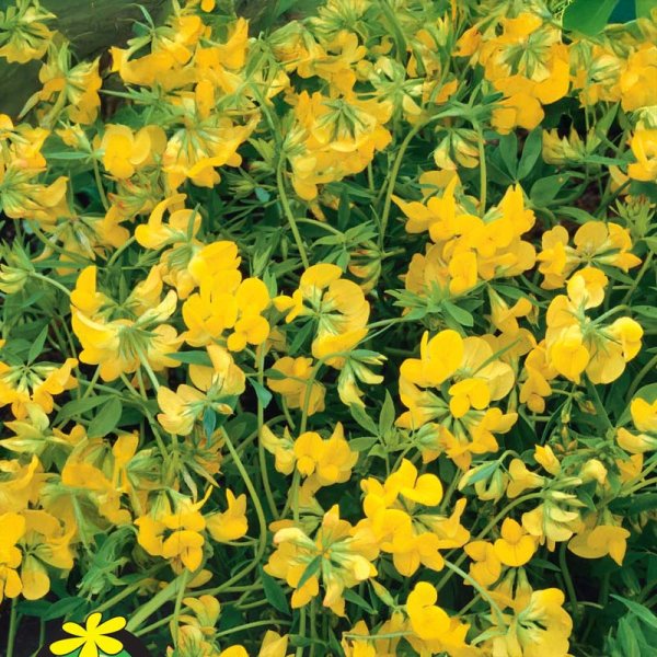 Gröngödning Hundtand