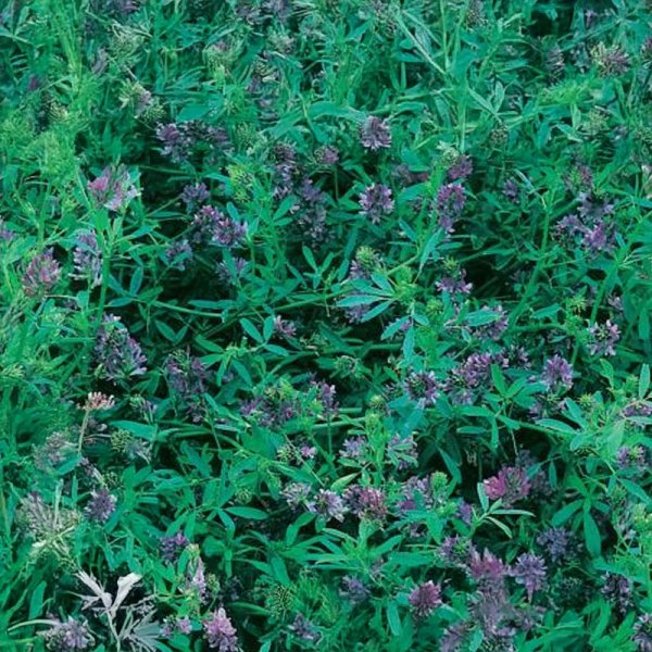 Gröngödning Alfalfa